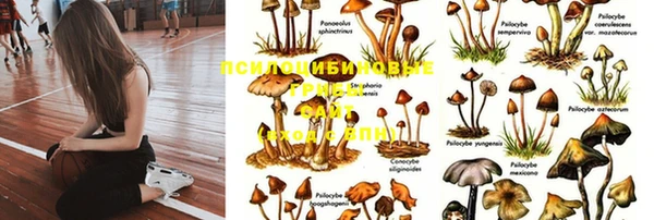 гашик Магас